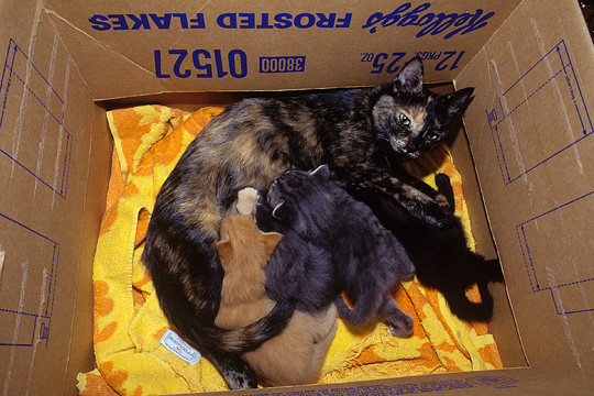 A tortoiseshell cat and her kittens