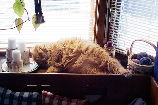 A large orange long haired cat sleeping in a window