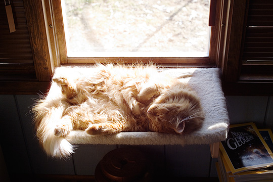 A huge orange long haired cat sleeping in a window